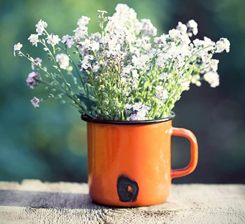 Alpine Forget Me Not White